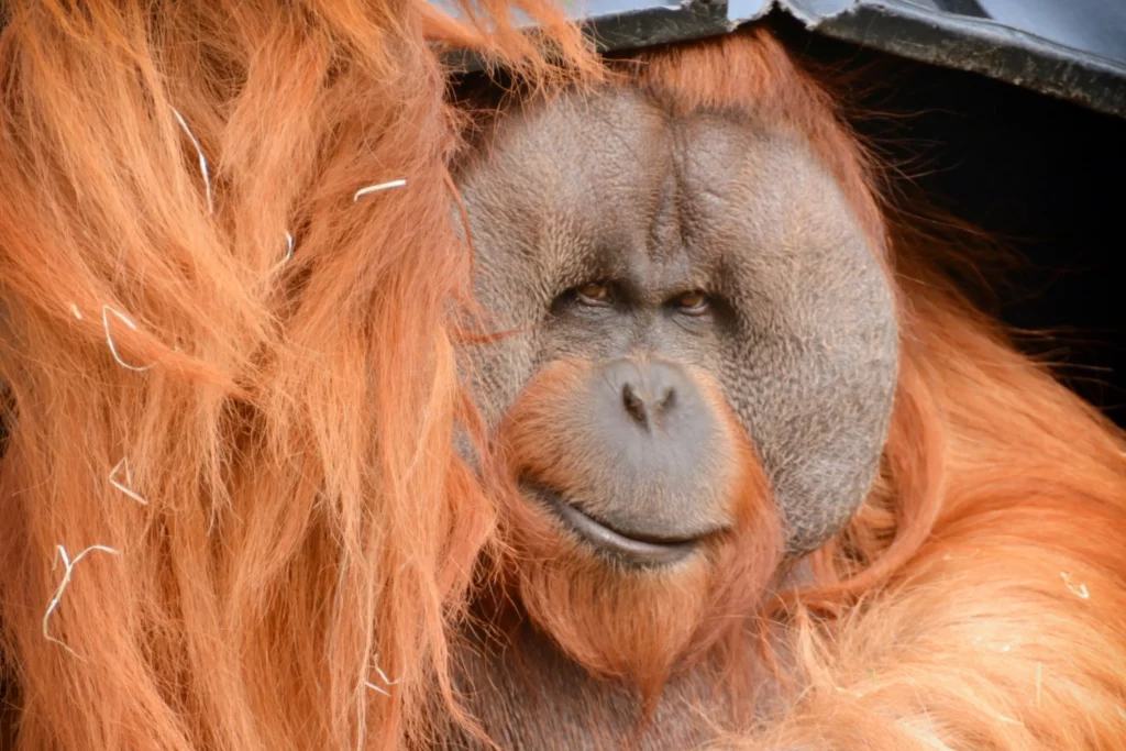 Orangután