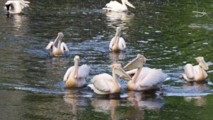 Újra láthatóak a pelikánok az Állatkertben