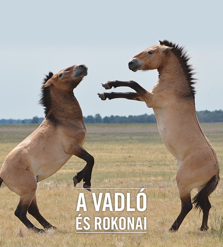 A vadló és rokonai