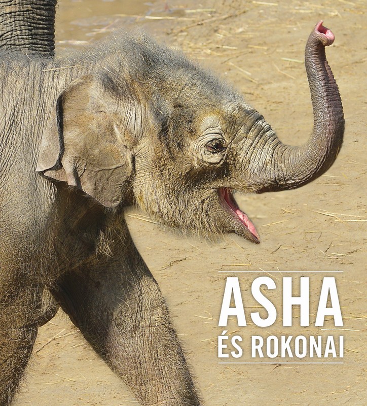 Asha és rokonai