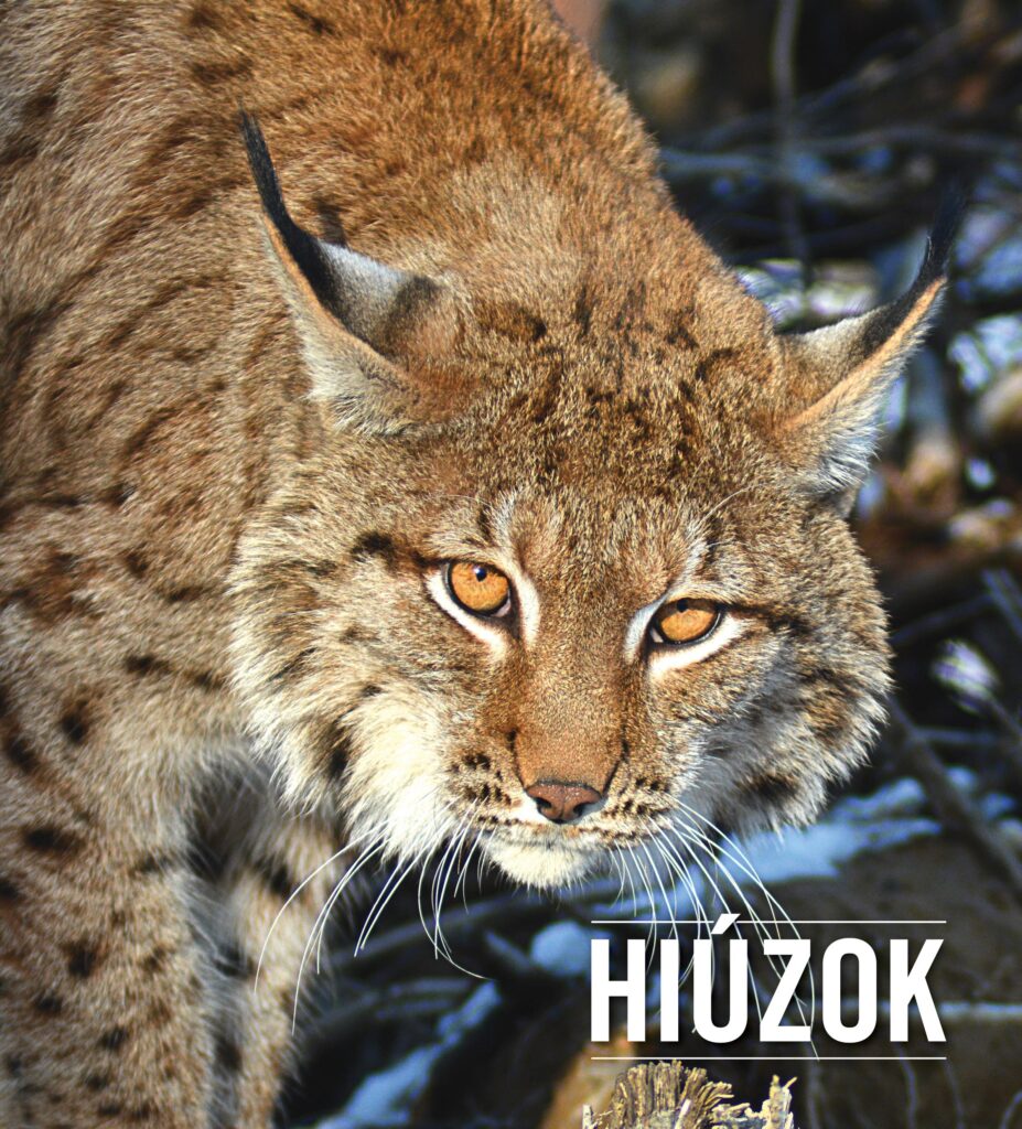 Hiúzok